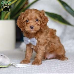 Riley, Cockapoo Puppy